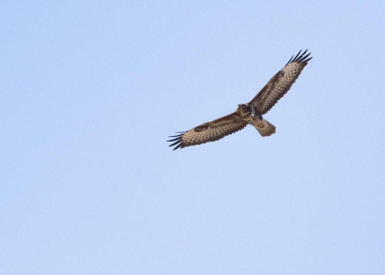 carole reboul oiseau rapace