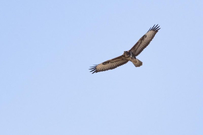 carole reboul oiseau rapace
