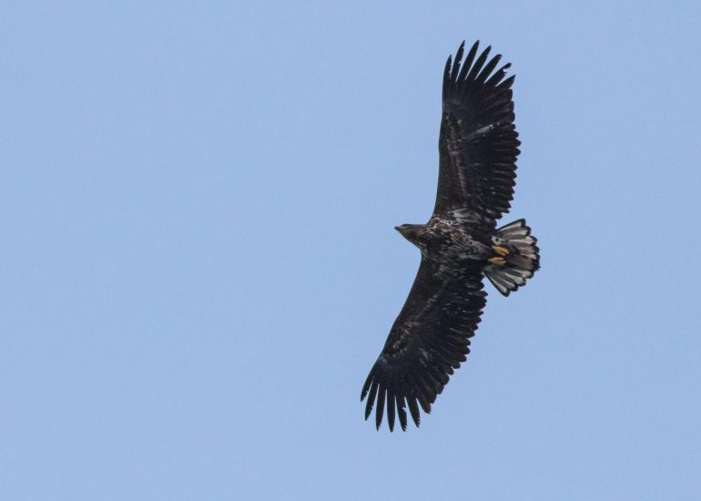 carole reboul oiseau rapace aigle