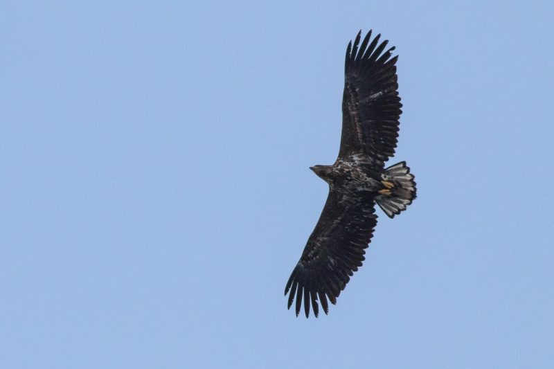 carole reboul oiseau rapace aigle