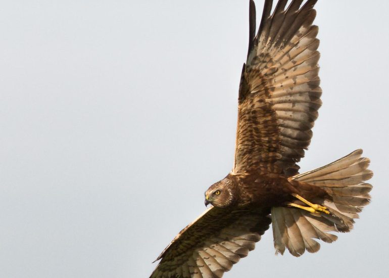 carole reboul oiseau rapace