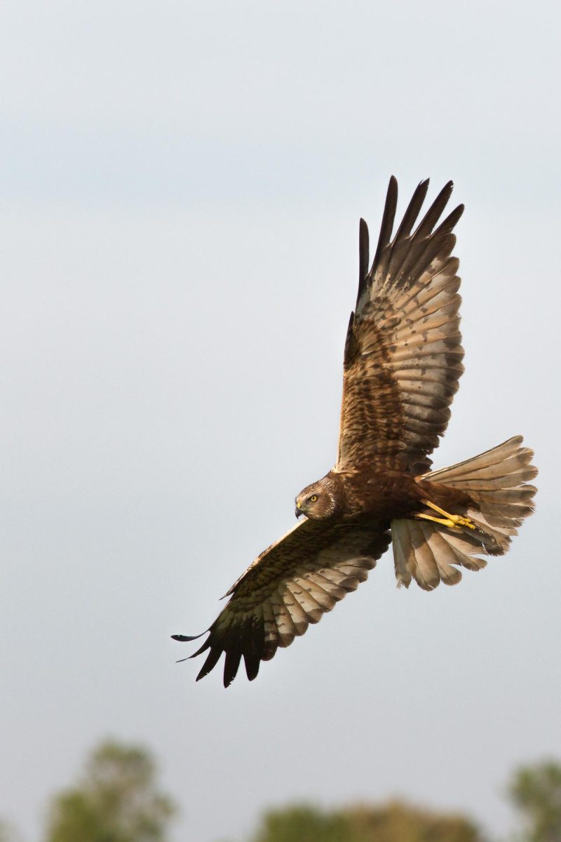 carole reboul oiseau rapace