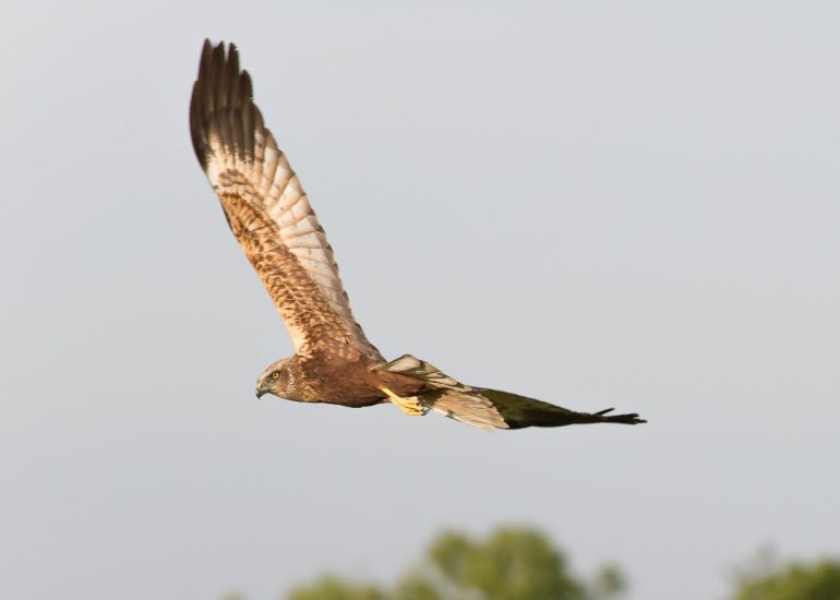 carole reboul oiseau rapace