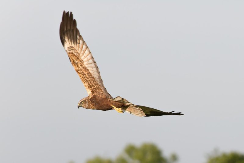 carole reboul oiseau rapace