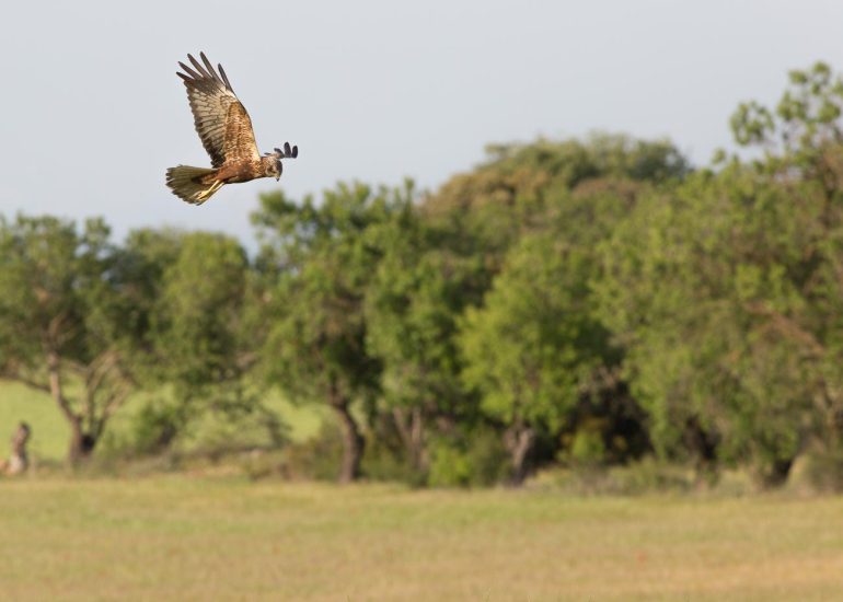 carole reboul oiseau rapace