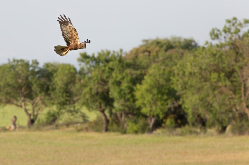 carole reboul oiseau rapace