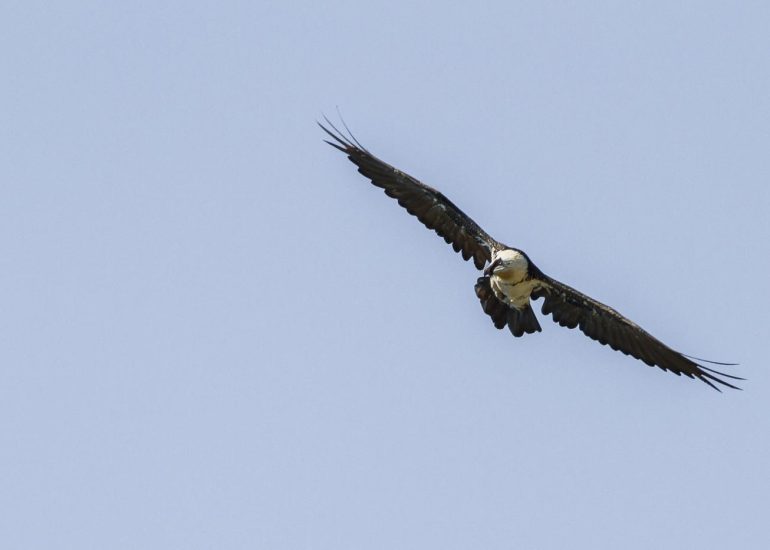 carole reboul oiseau rapace gipaete