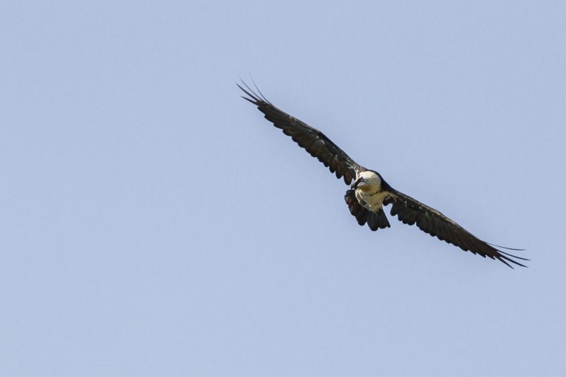 carole reboul oiseau rapace gipaete
