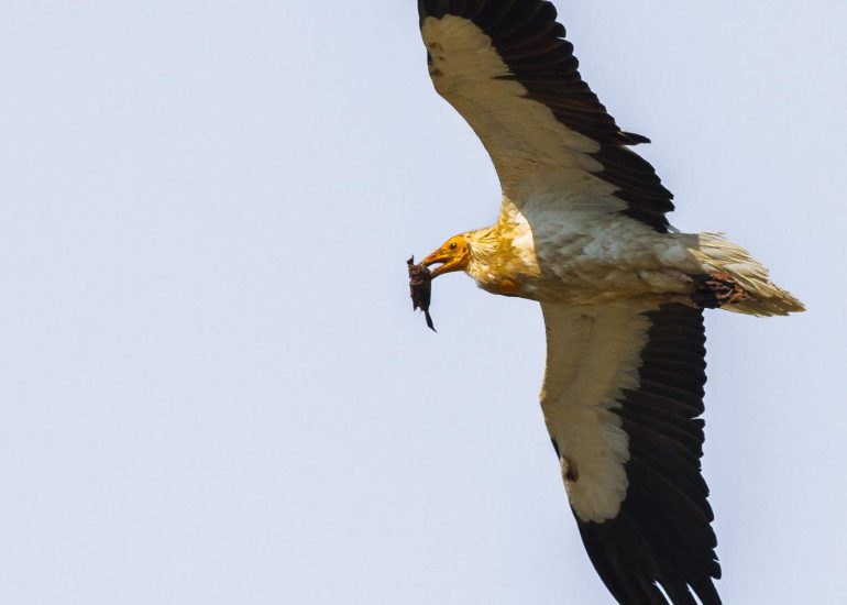 carole reboul oiseau rapace vautour percnoptere egypte