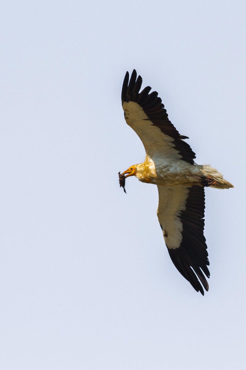 carole reboul oiseau rapace vautour percnoptere egypte