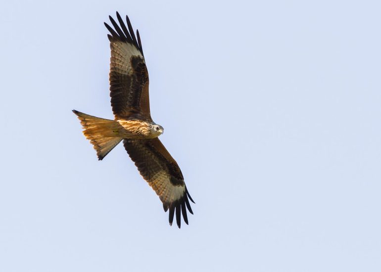 carole reboul oiseau rapace