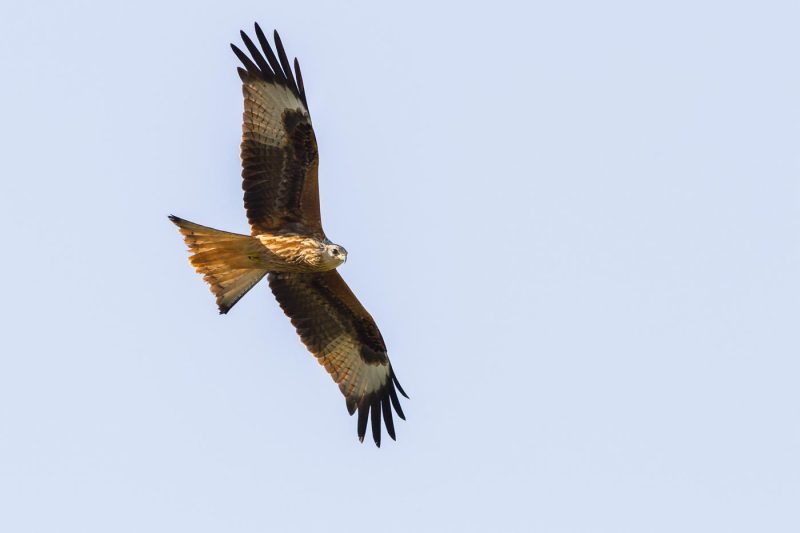 carole reboul oiseau rapace