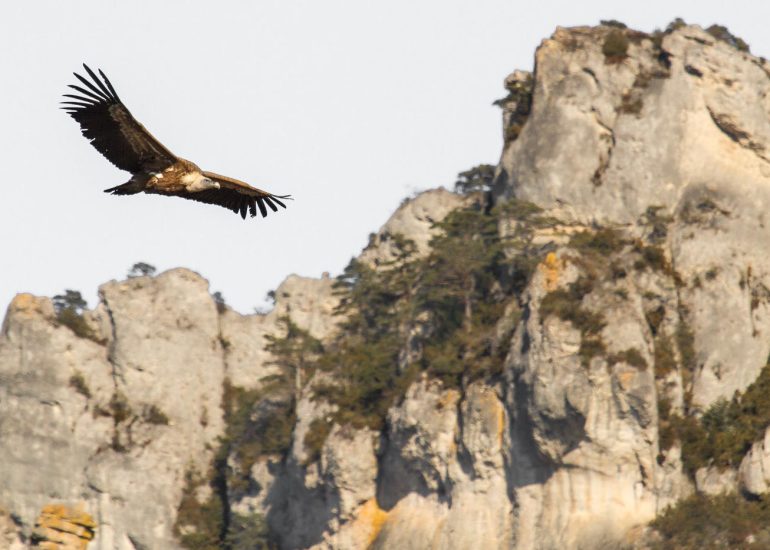 carole reboul oiseau rapace vautour fauve