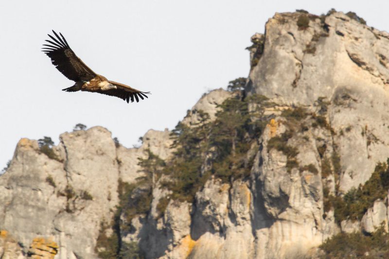 carole reboul oiseau rapace vautour fauve