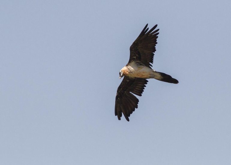 carole reboul oiseau rapace gipaete
