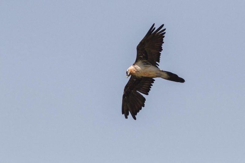 carole reboul oiseau rapace gipaete