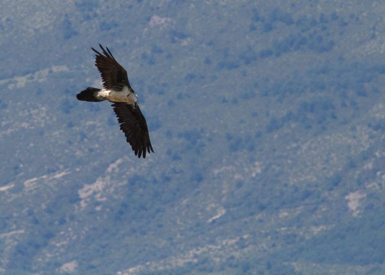 carole reboul oiseau rapace gipaete
