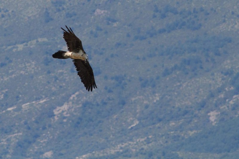 carole reboul oiseau rapace gipaete