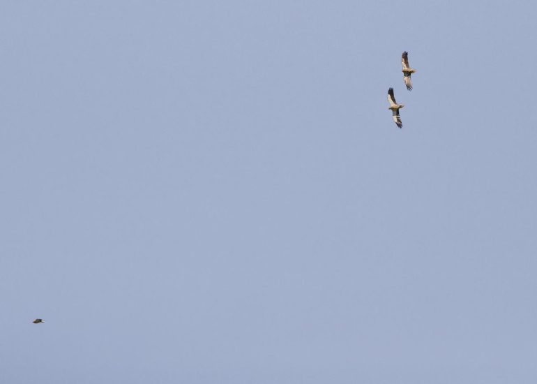 carole reboul oiseau rapace vautour percnoptere egypte