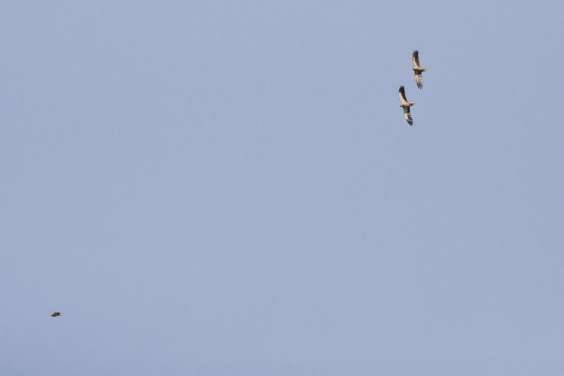 carole reboul oiseau rapace vautour percnoptere egypte