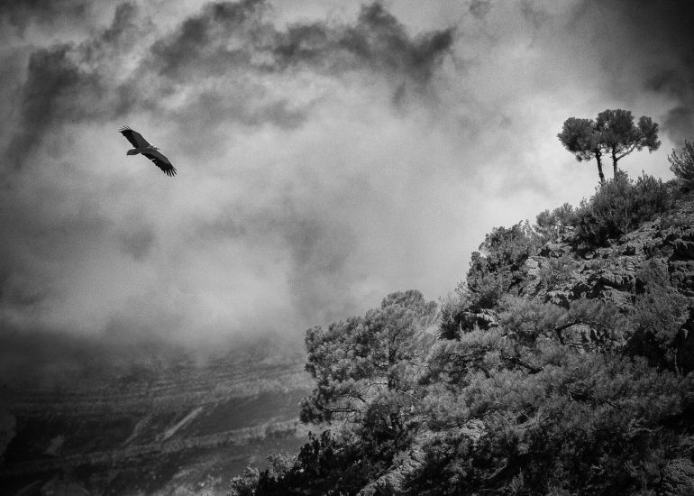 carole reboul oiseau rapace vautour percnoptere egypte