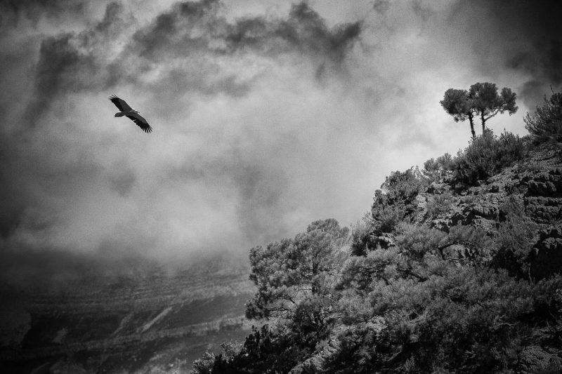 carole reboul oiseau rapace vautour percnoptere egypte