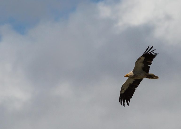 carole reboul oiseau rapace vautour percnoptere egypte