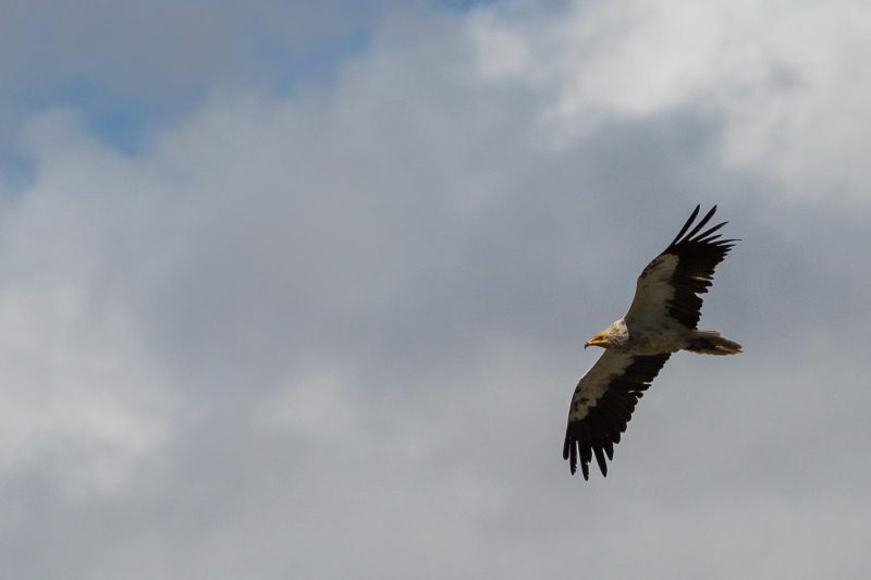 carole reboul oiseau rapace vautour percnoptere egypte