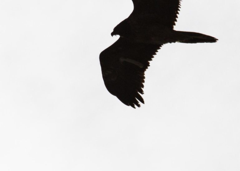 carole reboul oiseau rapace vautour fauve