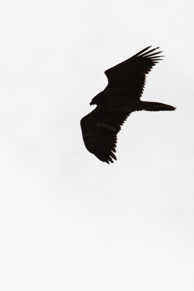 carole reboul oiseau rapace vautour fauve