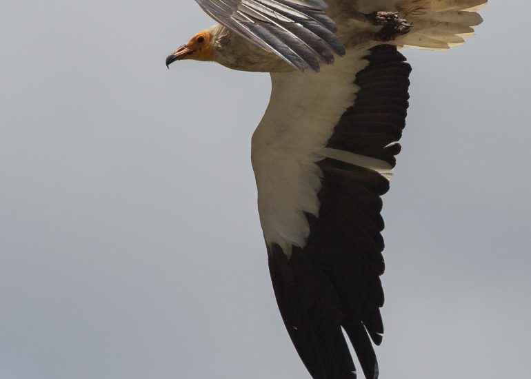 carole reboul oiseau rapace vautour percnoptere egypte