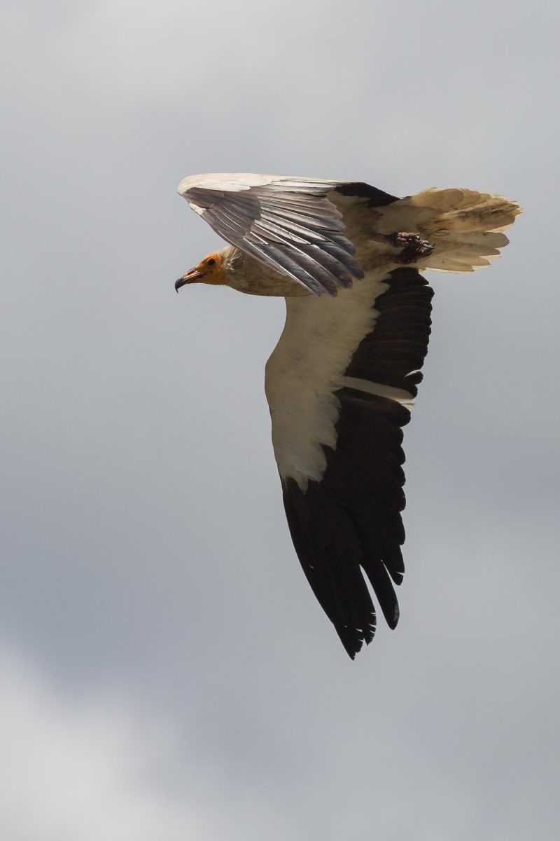 carole reboul oiseau rapace vautour percnoptere egypte