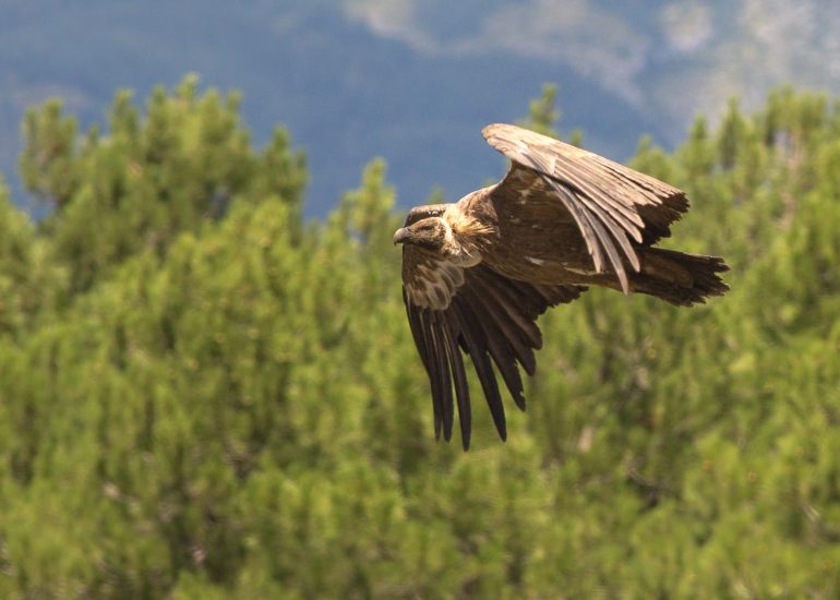 carole reboul oiseau rapace vautour fauve