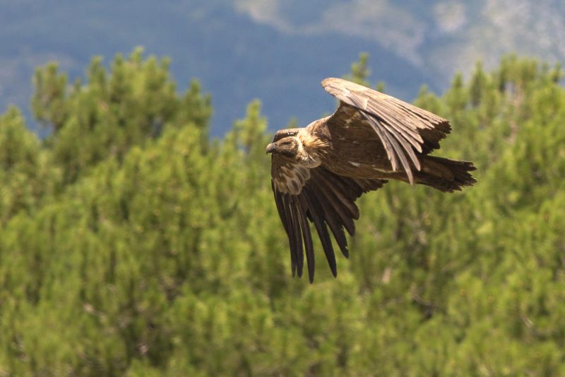 carole reboul oiseau rapace vautour fauve