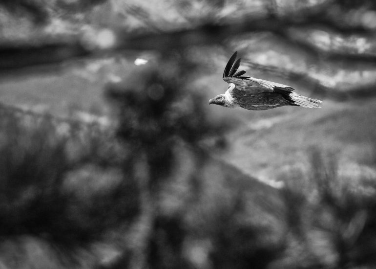 carole reboul oiseau rapace vautour fauvecarole reboul oiseau rapace vautour fauve