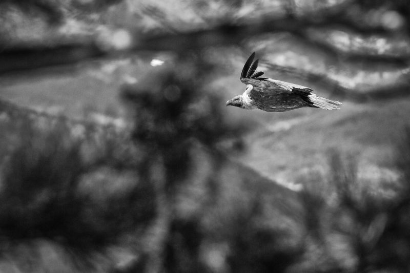 carole reboul oiseau rapace vautour fauvecarole reboul oiseau rapace vautour fauve