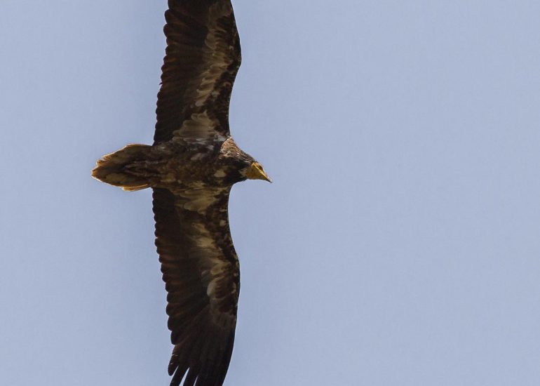 carole reboul oiseau rapace vautour percnoptere egypte