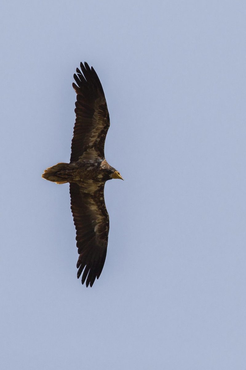 carole reboul oiseau rapace vautour percnoptere egypte
