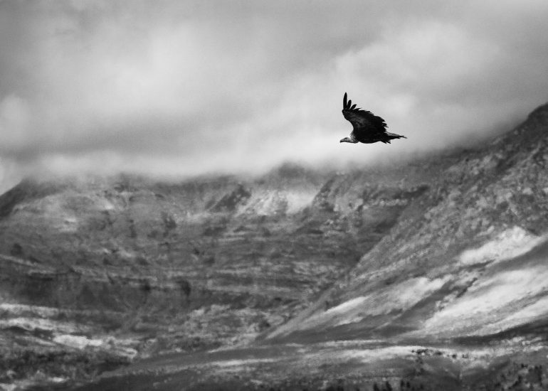 carole reboul oiseau rapace vautour fauve
