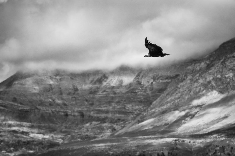 carole reboul oiseau rapace vautour fauve