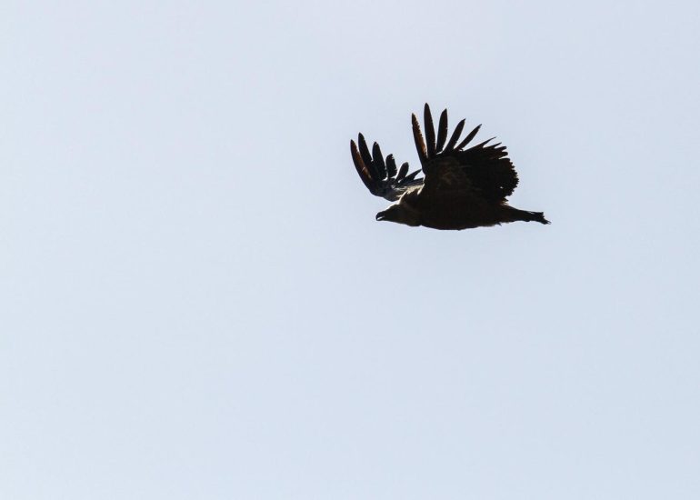 carole reboul oiseau rapace vautour fauve
