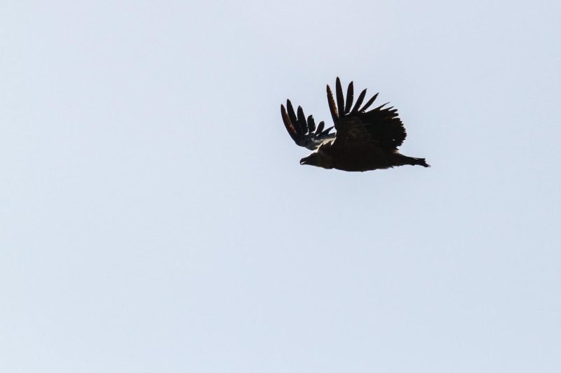 carole reboul oiseau rapace vautour fauve