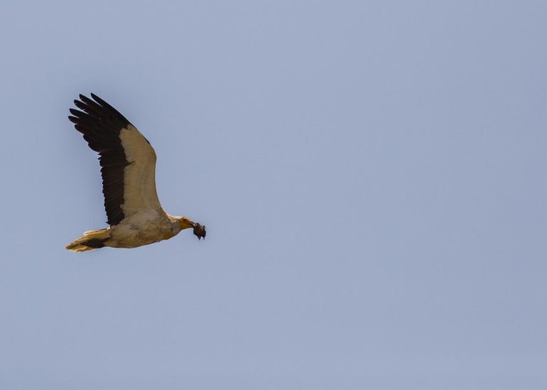 carole reboul oiseau rapace vautour percnoptere egypte