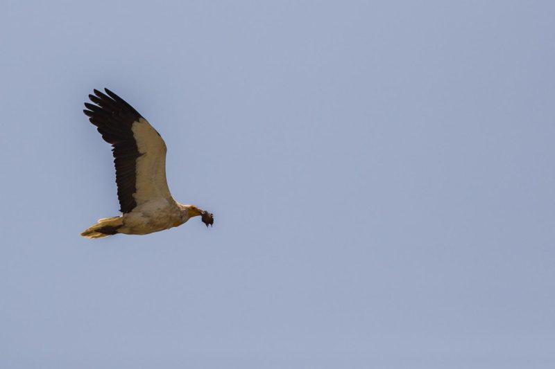 carole reboul oiseau rapace vautour percnoptere egypte