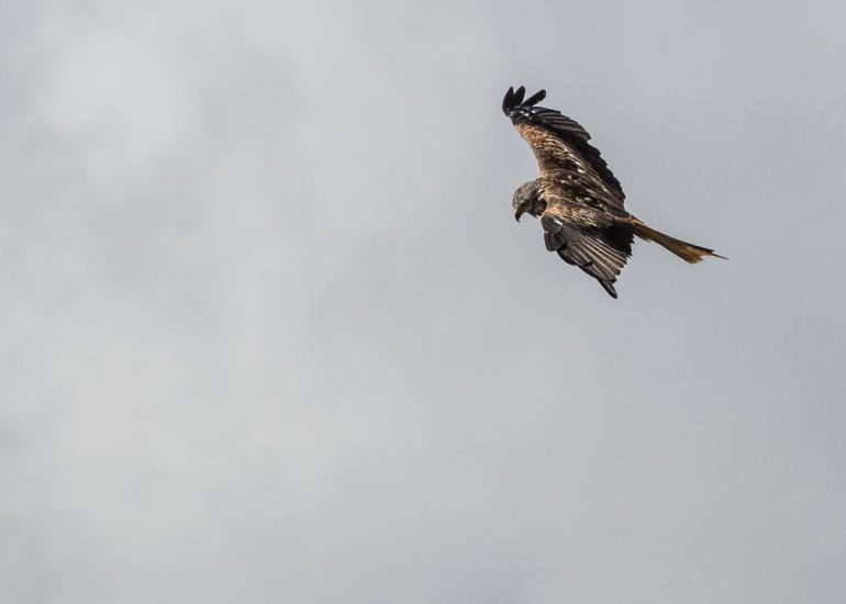carole reboul oiseau rapace
