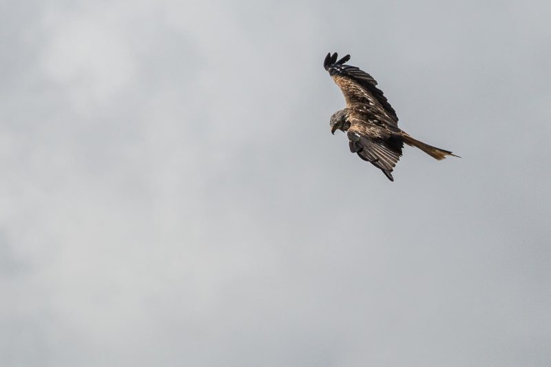 carole reboul oiseau rapace