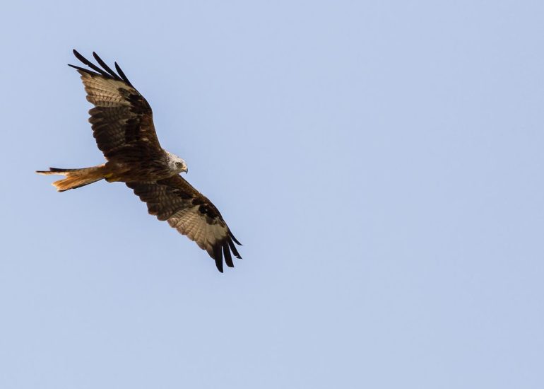carole reboul oiseau rapace
