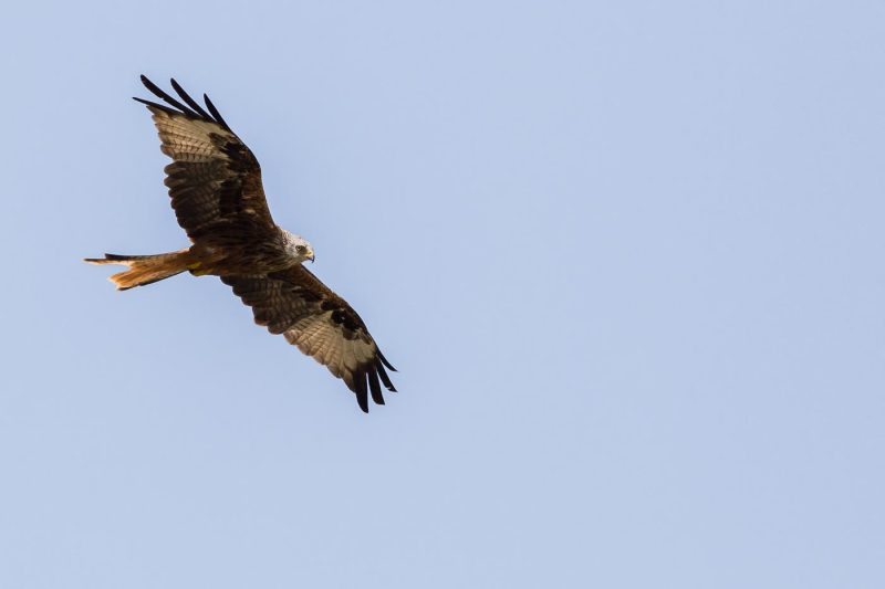 carole reboul oiseau rapace