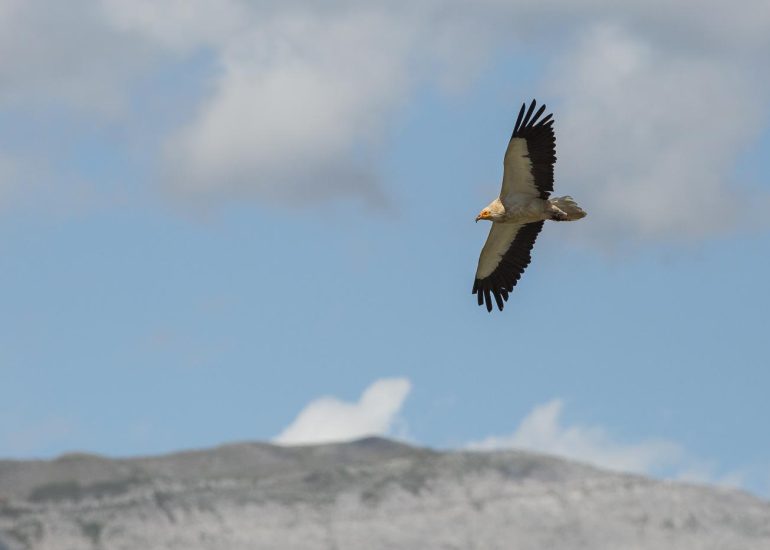 carole reboul oiseau rapace vautour percnoptere egypte