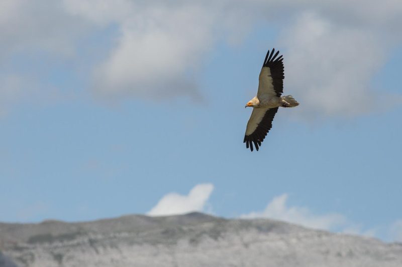 carole reboul oiseau rapace vautour percnoptere egypte
